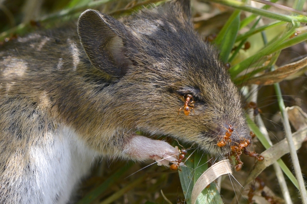 gele weidemier op dode bosmuis (apodemus sylvaticus) 10-2024 1242